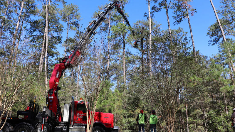 Tree trimming project