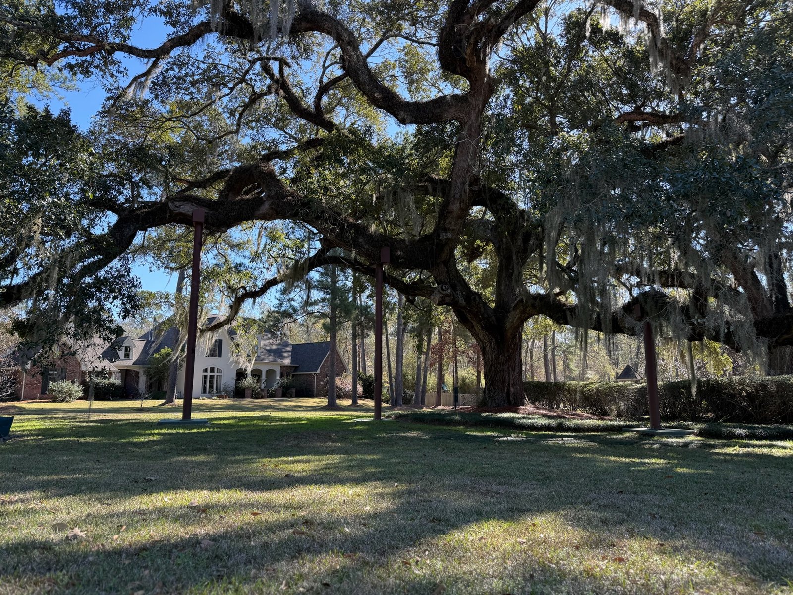 Three steel support posts carrying the long limbs of a live oak