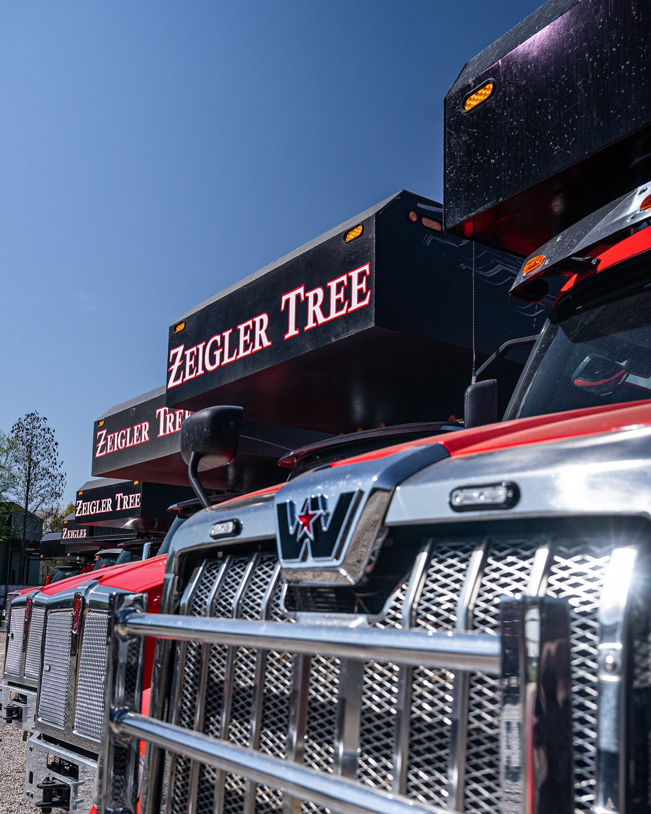 Fleet of branded Zeigler Tree trucks parked in a row