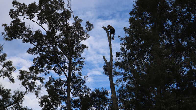 Bucket truck near tree canopy
